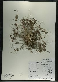 Cyperus bipartitus image