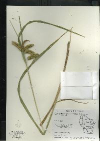 Carex comosa image