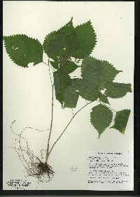 Laportea canadensis image