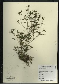 Bidens discoidea image