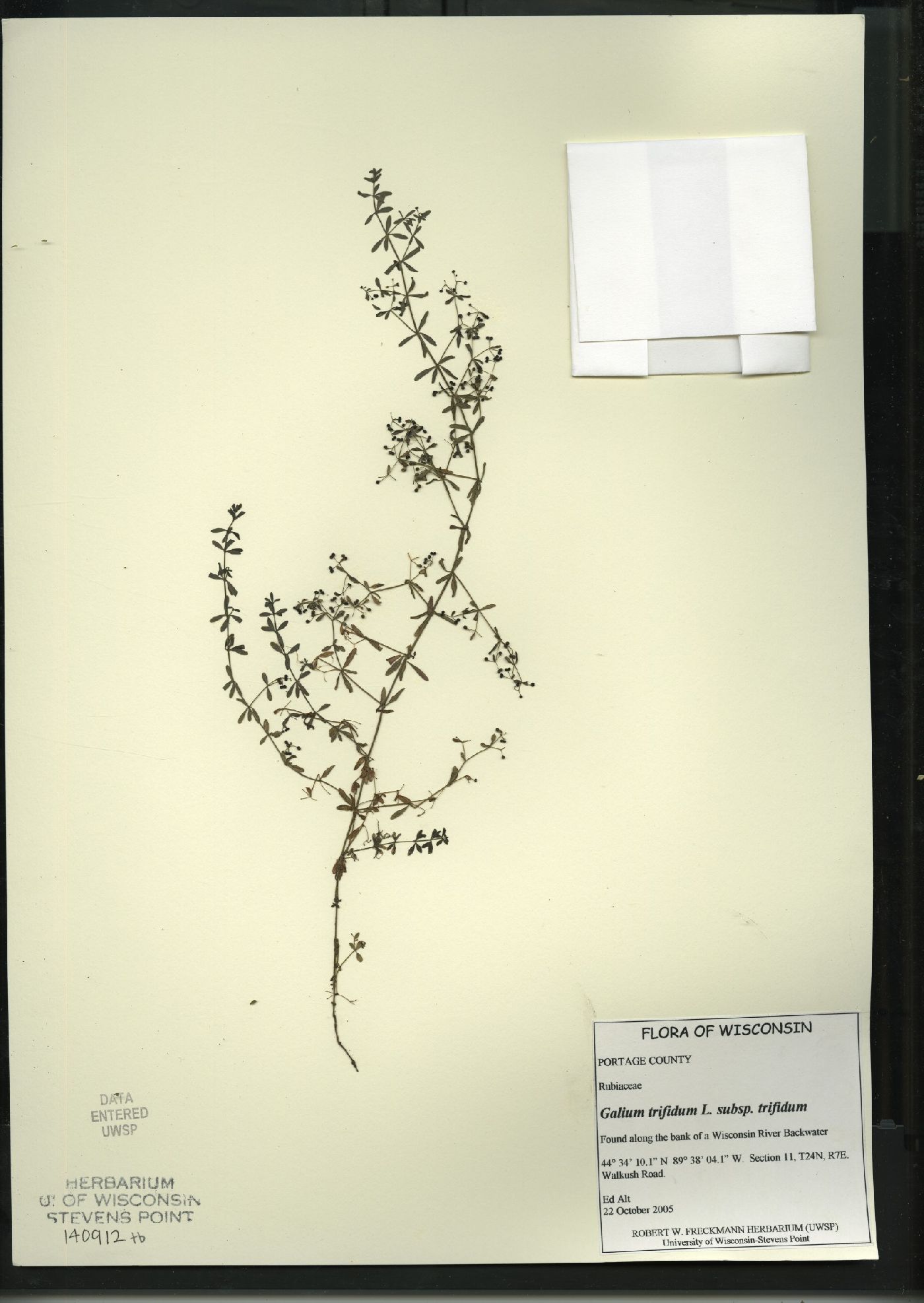 Galium trifidum subsp. trifidum image