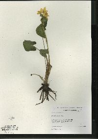 Caltha palustris image