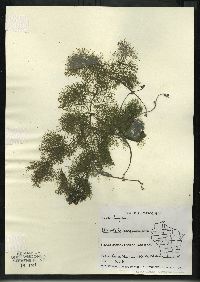 Utricularia purpurea image