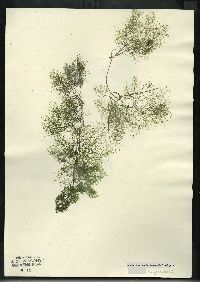 Utricularia purpurea image