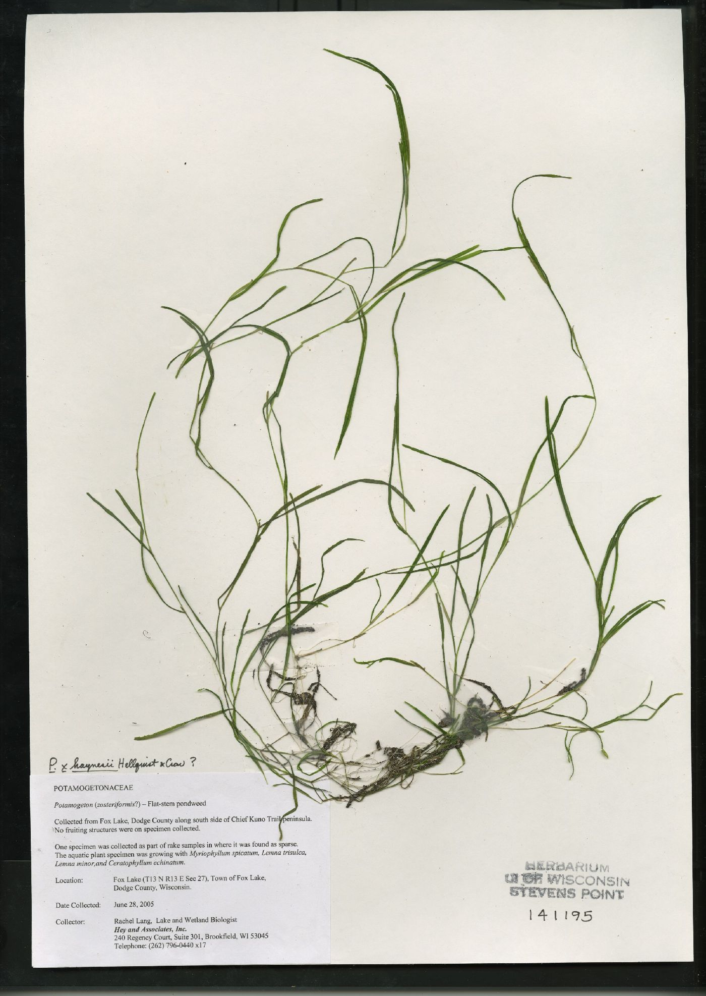Potamogeton x haynesii image