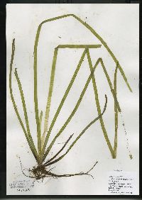 Vallisneria americana image