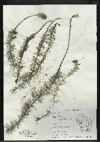 Myriophyllum verticillatum image