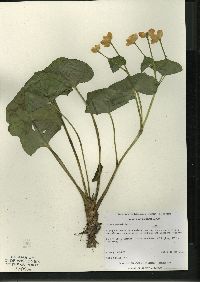 Caltha palustris image