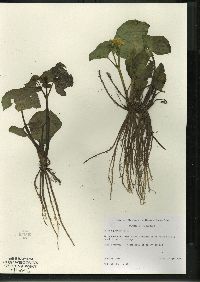 Caltha palustris image