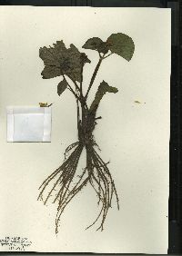 Caltha palustris image