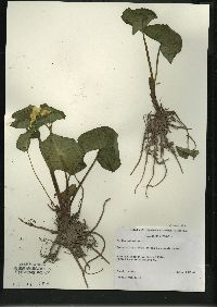 Caltha palustris image