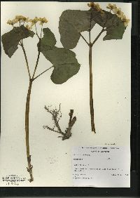 Caltha palustris image