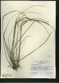 Oryzopsis asperifolia image