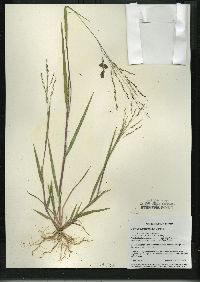 Panicum dichotomiflorum subsp. dichotomiflorum image