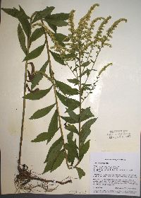 Solidago rugosa subsp. rugosa image