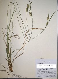 Carex pallescens image