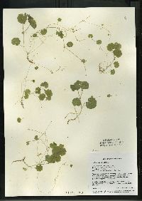 Hydrocotyle americana image