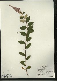 Spiraea tomentosa var. rosea image