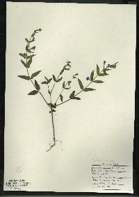 Scutellaria galericulata image