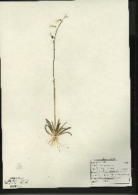 Lobelia dortmanna image