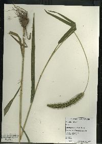 Setaria faberi image