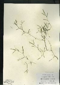 Potamogeton berchtoldii image