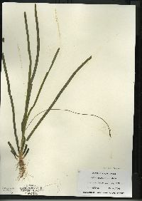 Vallisneria americana image