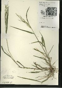 Panicum dichotomiflorum subsp. dichotomiflorum image