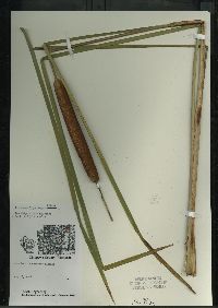 Typha angustifolia image