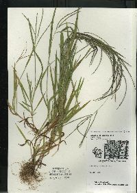 Digitaria ischaemum image