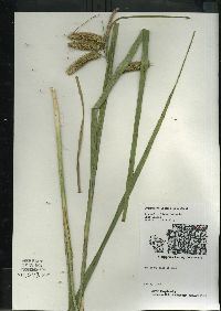 Carex comosa image