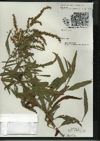 Rumex altissimus image