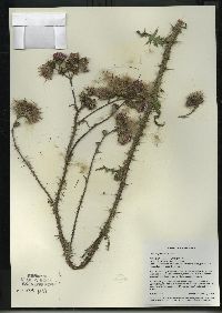 Cirsium palustre image