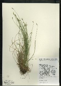 Carex leptalea subsp. leptalea image