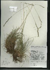 Festuca rubra image