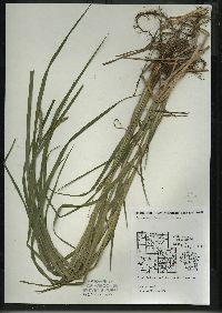 Carex crinita var. crinita image