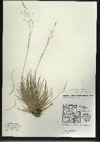 Poa nemoralis image