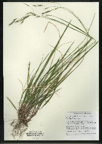 Schizachne purpurascens image