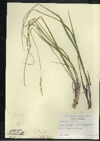 Oryzopsis asperifolia image