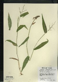 Dichanthelium latifolium image