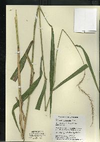 Elymus wiegandii image