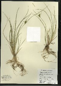 Carex viridula image