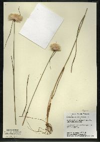 Eriophorum virginicum image