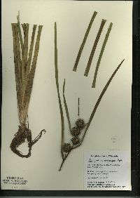 Sparganium eurycarpum image