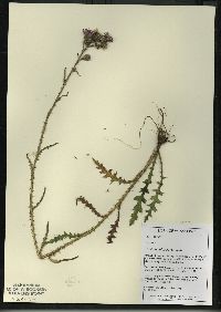 Cirsium palustre image