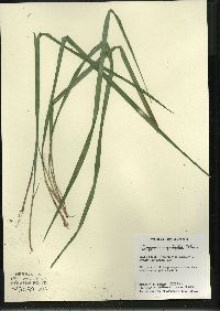 Oryzopsis asperifolia image