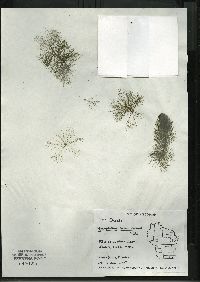 Myriophyllum heterophyllum image