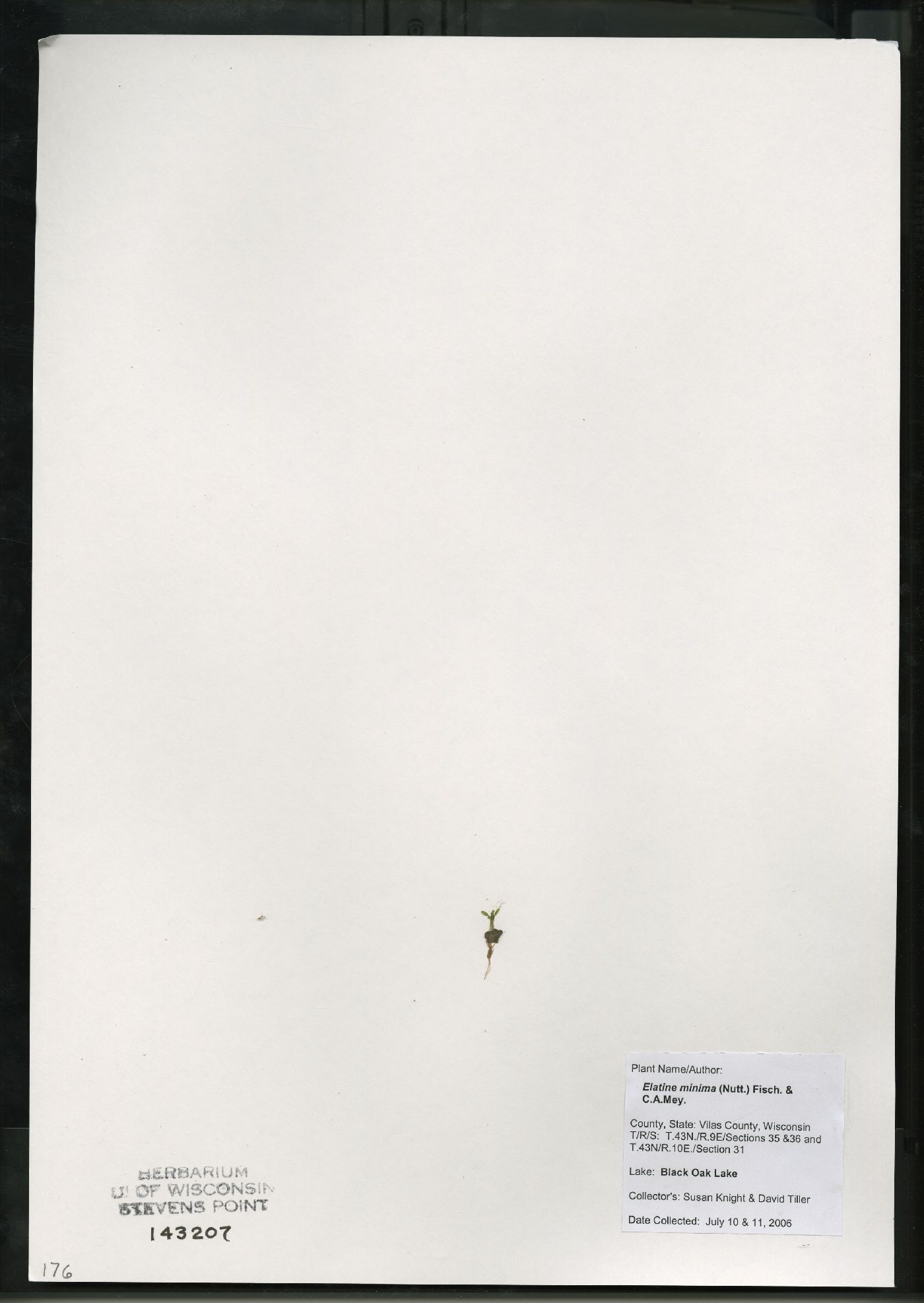 Elatine minima image