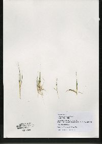 Juncus pelocarpus image