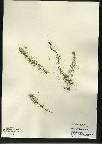 Utricularia intermedia image